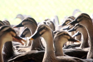 "Ông vua vịt trời" kiếm tiền tỷ mỗi năm