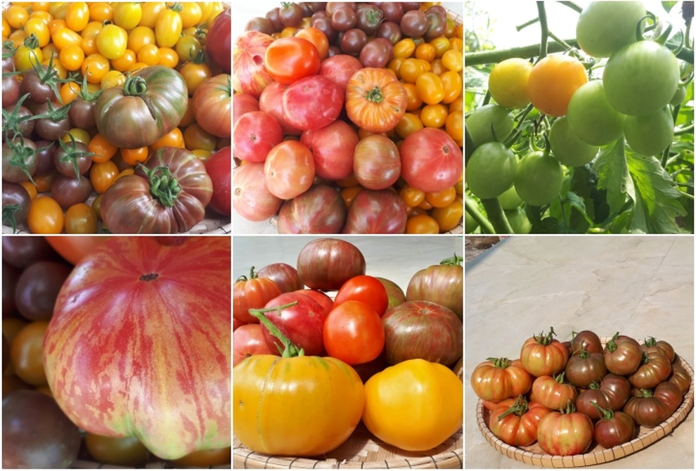 Vườn cà chua ngập sắc màu của mẹ bỉm sữa Quảng Nam - 6