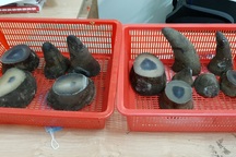 Hải quan Tân Sơn Nhất bắt giữ 6,2kg sừng tê giác