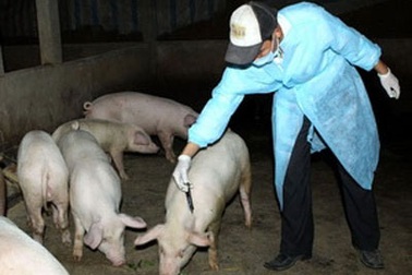Bộ trưởng Cao Đức Phát: “Tay không chống dịch heo tai xanh”