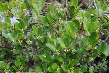 Cây cóc hồng độc nhất vô nhị tiền tỷ không mua được