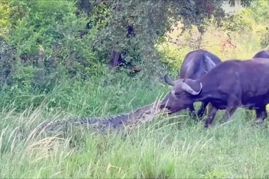 Trâu rừng vùng vẫy thoát thân khi bị cá sấu tấn công