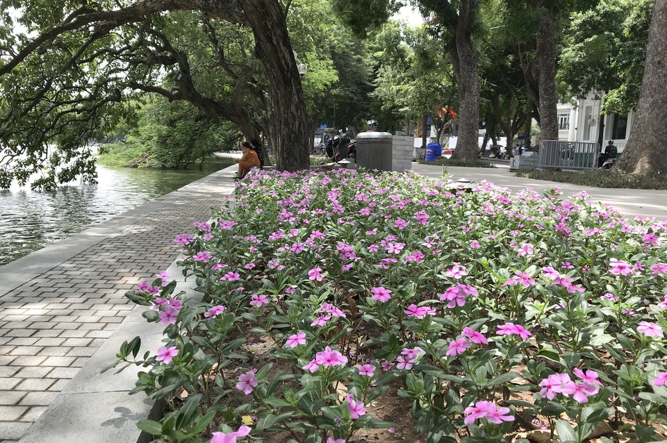 Hà Nội tăng tốc lát đá, trồng hoa quanh bờ hồ Hoàn Kiếm - 2 Hà Nội tăng tốc lát đá, trồng hoa quanh bờ hồ Hoàn Kiếm - 2