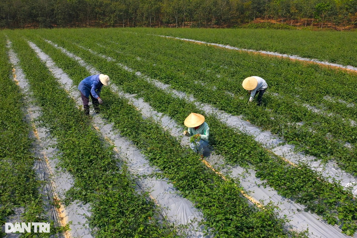 Cam Lộ kỷ niệm 50 năm ngày giải phóng, nhận Huân chương Lao động hạng Nhất - 4 Cam Lộ kỷ niệm 50 năm ngày giải phóng, nhận Huân chương Lao động hạng Nhất - 4