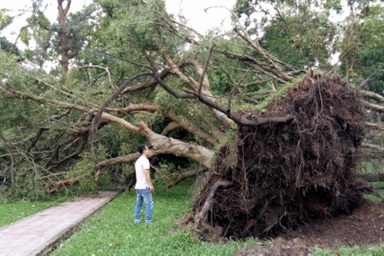 3 ngày sau giông lốc, công viên Thống Nhất vẫn "ngổn ngang" 