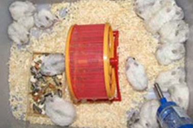 Săn quà "độc" mùa Noel