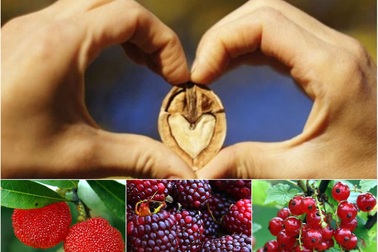 Quả dại "nước người ta" về Việt Nam hóa trái lạ đắt đỏ