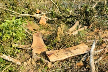 Hàng chục gốc lim 40 năm tuổi được bán làm củi, giá "bèo"