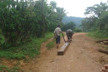 Hủy diệt rừng cấm