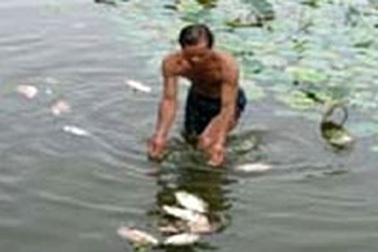 Cá chết trắng hồ không rõ nguyên nhân
