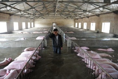 Trung Quốc: Bức ảnh đàn lợn 6.000 con ngập trong lũ gây “bão” mạng