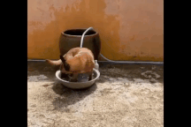 Chú chó leo vào chậu tắm khiến dân mạng phát sốt