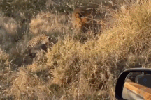 Mải mê săn lợn bướu, báo hoa mai suýt thành mồi ngon cho sư tử