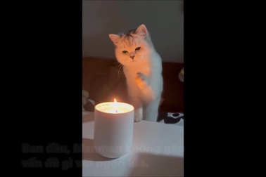 Mèo bị bỏng vì tò mò