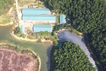 Trang trại lợn không phép ngang nhiên xả thải ra môi trường