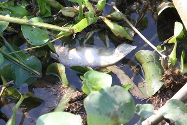 Phát hiện 9 đối tượng đầu độc cá suối