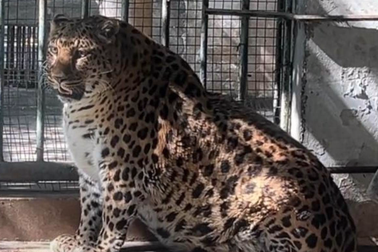 Vườn thú Trung Quốc từ bỏ kế hoạch giảm cân cho chú báo béo phì nổi tiếng