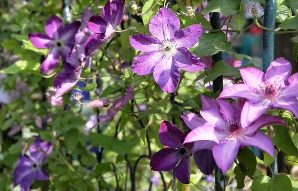 Người chồng tặng vợ nhà vườn 1.000 m2 tuyệt đẹp nhân dịp sinh nhật - 6 Người chồng tặng vợ nhà vườn 1.000 m2 tuyệt đẹp nhân dịp sinh nhật - 6