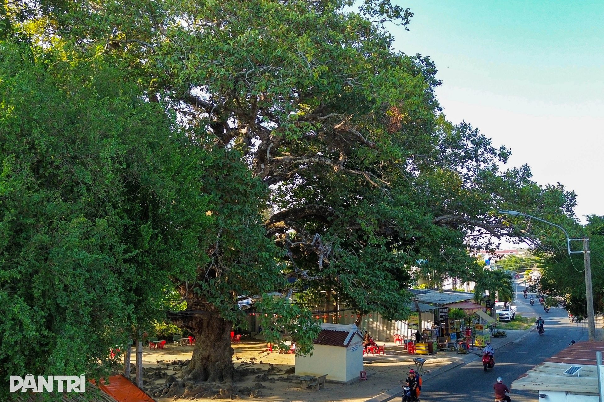 Cây dầu mọc ngược tồn tại gần 8 thế kỷ ở miền Tây với nhiều sự tích ly kỳ - 1