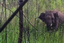 Voi rừng dính “bẫy” vì đâu?