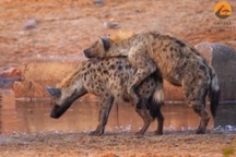 Linh cẩu đực bất tỉnh sau khi "vui" quá đà