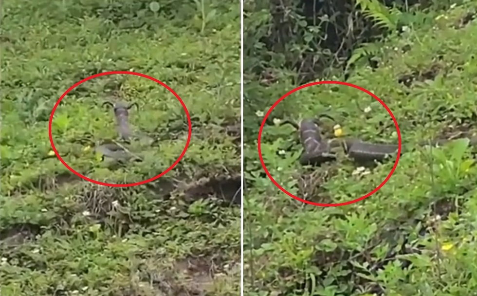 Nổi bật tuần qua: Giải mã bí ẩn về rắn mọc sừng khiến nhiều người xôn xao