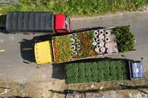 Xe tải "chạy mệt nghỉ" đưa hoa từ làng lên phố