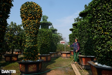 Chiêm ngưỡng cây quýt "khủng" trưng Tết hình dáng cúp vàng World Cup