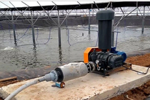 Người đàn ông đi làm thuê bị điện giật tử vong ở ao nuôi tôm