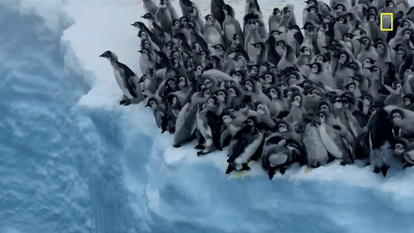 Khoảnh khắc hàng trăm con tụ tập ở vách băng chuẩn bị lao xuống nước để kiếm ăn vì đói (Ảnh cắt từ clip).