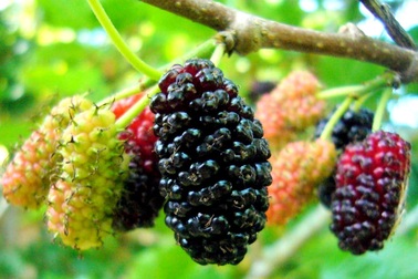 Tháng 4 - mùa dâu tằm chín mọng ở Hội An