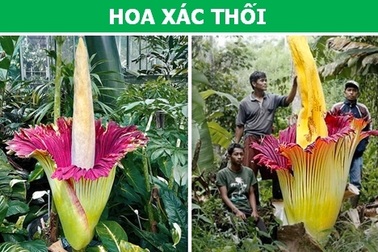 Sửng sốt với những loài thực vật sở hữu “siêu năng lực”