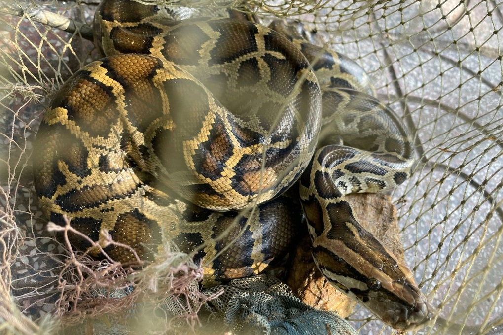 Người dân liên tiếp giao nộp nhiều động vật quý hiếm - 3