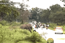 Voi bị chụp ảnh, tức giận rượt đuổi và lột quần áo du khách gây phiền toái