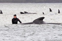 Vì sao cá voi và cá heo bị mắc cạn?
