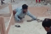 Indonesia: Hôn rắn hổ mang chúa trước đám đông, chàng trai bị cắn tử vong