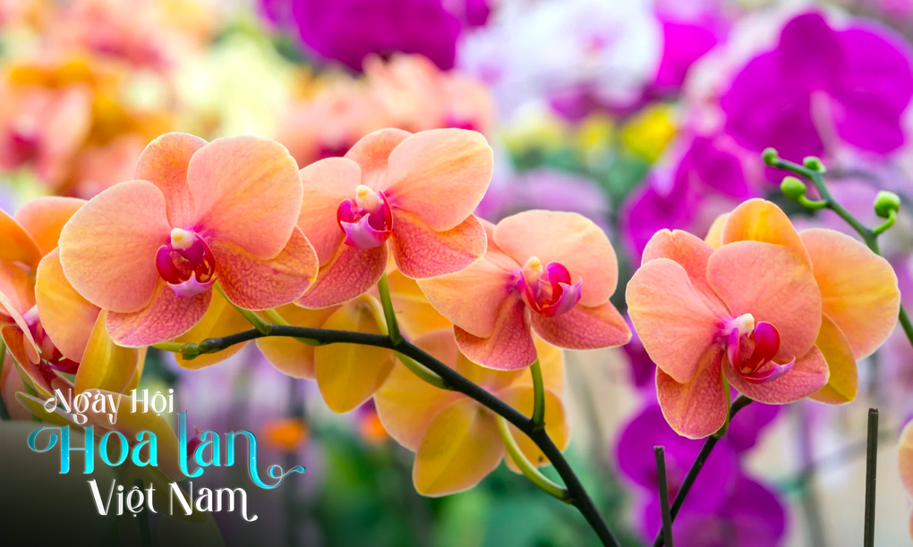 Cuộc thi hoa lan với quy mô lớn nhất từ trước đến nay ở Hà Nội - 4