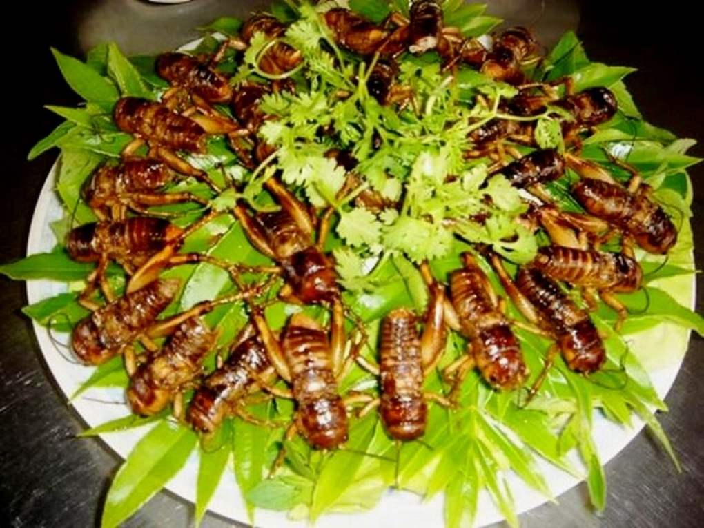 Đổ xô đi săn loài côn trùng phiêu lưu ký - 12 Đổ xô đi săn loài côn trùng phiêu lưu ký - 12