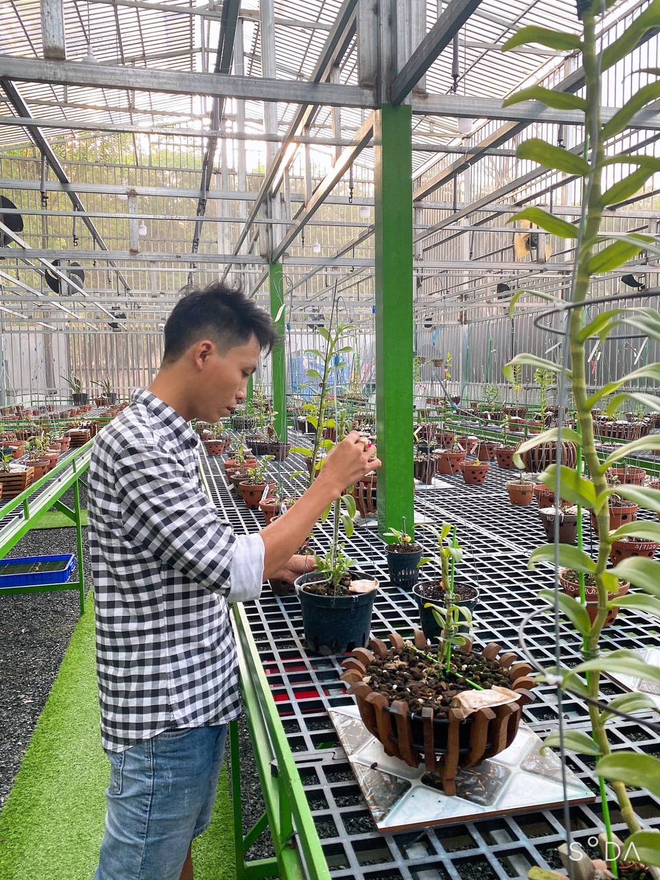 Nghệ nhân Lê Trọng Nhân chia sẻ kinh nghiệm chăm sóc hoa lan đột biến - 3 Nghệ nhân Lê Trọng Nhân chia sẻ kinh nghiệm chăm sóc hoa lan đột biến - 3