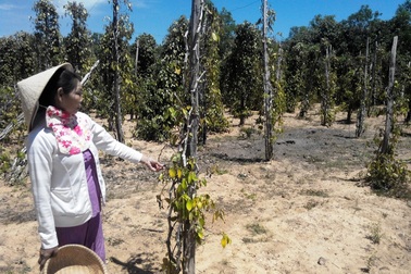 Đảo ngọc Phú Quốc quay cuồng trong cơn khát