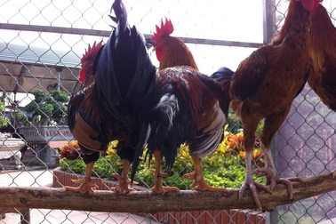 Bỏ tiền triệu mua gà 9 cựa về cúng Tết