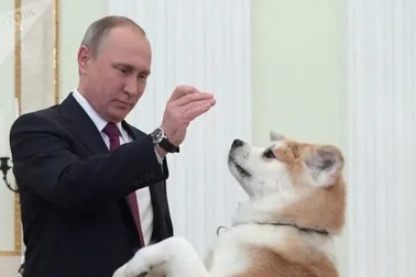 Những món quà "bốn chân" đặc biệt của Tổng thống Nga Putin