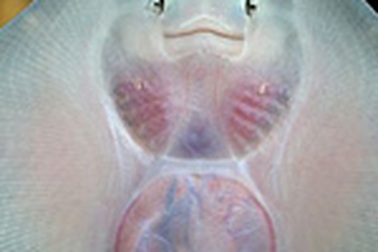 Cá biết… cười!