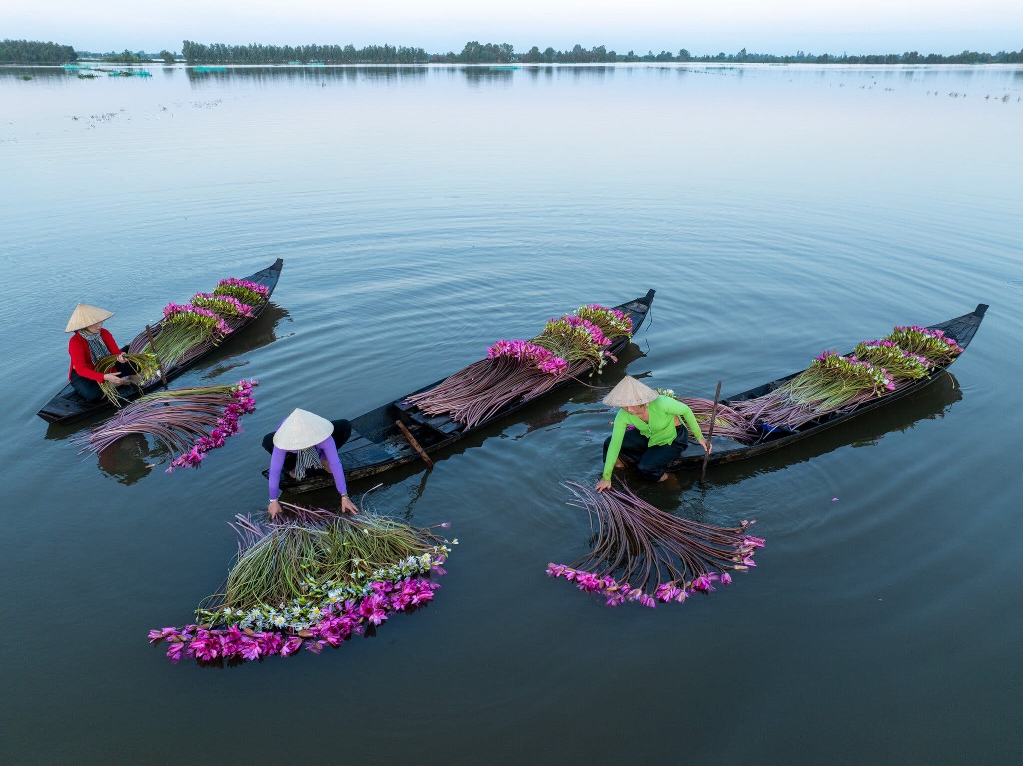 Lần đầu thấy cảnh người Việt Nam thu hoạch hoa súng, khách Mỹ choáng ngợp - 1