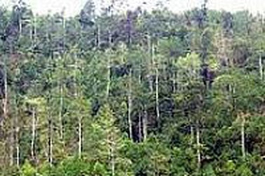 Tổ chức cá nhân nước ngoài được thuê rừng