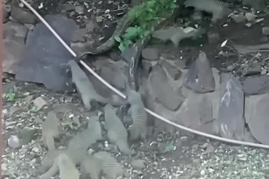 Trăn phải nhận cái kết đắng vì tấn công cầy mangut vằn non