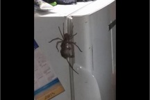 Chứng kiến nhện khổng lồ đang tha chuột tại Australia