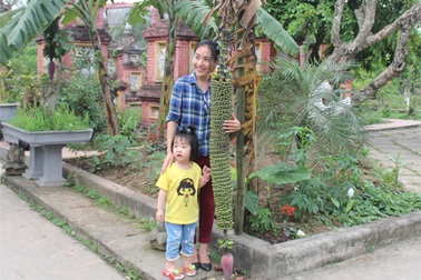 Thích thú chụp ảnh cùng buồng chuối trăm nải