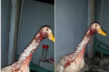 Chia sẻ lần đầu làm thịt vịt của cô gái làm dân mạng "choáng váng"