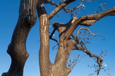 NTK Thủy Nguyễn bọc thép cây sồi cao 18m gây ấn tượng ở triển lãm tại Pháp